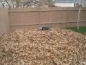 Pes, co si hraje v listí