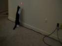 Kočka ponásleduje laser