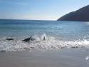 Delfíni vyplavali na pobřeží