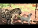 Nejlepší kamarádi - jaguár a pes