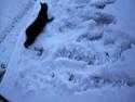 Kočka ve sněhu