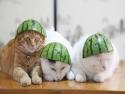 Kočičí melounoví vojáci