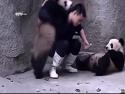 Dvě pandy nechtějí svou medicínu