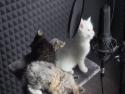 Zpívající koťátka