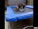   Psi na trampolíně    