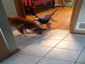 Pes učí miminko skákat
