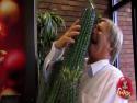 Nachytávka - Děda s kaktusem