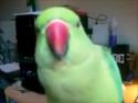     Papoušek loudí i piškot    
