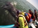 Neuvěřitelné setkání s velrybou