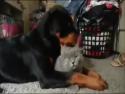 Láska mezi psem a kočkou - lízání