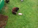 Kočka poprvé vidí potkana