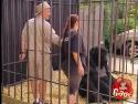 Nachytávka - Gorila v kleci