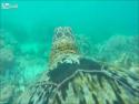 GoPro na želvě