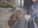 Orangutan sledující kouzlo