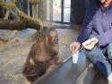 Jak rozesmát orangutana