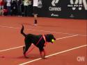 Tenis - Psi jako sběrači míčků