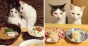 GALERIE - Kočky zírající na skvělé jídlo
