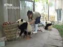 Nepořádné pandy