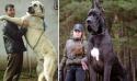 GALERIE - Největší psi na světě