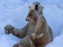 Mytí ledního medvěda