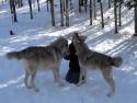 Na návštěvě u vlků