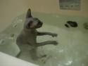 Nahatá kočka ve vaně