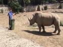 Umírněný nosorožec