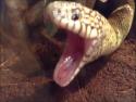 Když had zívá