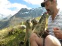 Krmení svišťů v Alpách