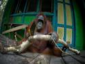 Jak naučit orangutana řezat dřevo?