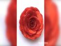 Návod - Jahodová růže
