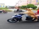 Zlatý retrívr umí řídit motorku