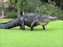 Aligátor na golfu