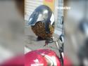 Roj včel v helmě
