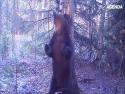 Idylka v ruském lese