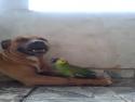 Přátelství psa a papouška      
