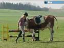 Němka trénuje krávu místo koně      