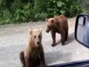 Rusové vs medvědi      