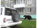 Setkání s medvědem #24