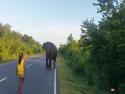 Dívka versus slon