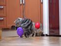 Kočka a nafukovací balónek