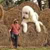 GALERIE - Gigantický pes s páníčkem #2