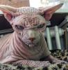       GALERIE – Nejošklivější kočka na světě      