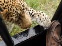 Setkání s leopardem v Africe