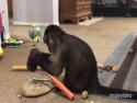 Opice objevila kladivo