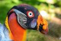     GALERIE – 10 naprosto jedinečných ptáků    