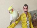Papoušek zpívá hity Freddie Mercuryho
