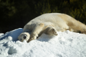     GALERIE – Medvěd ze zoo vidí poprvé sníh    