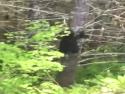 Medvěd lezoucí na strom