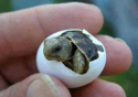     GALERIE – 10 obrázků novorozených zvířat    